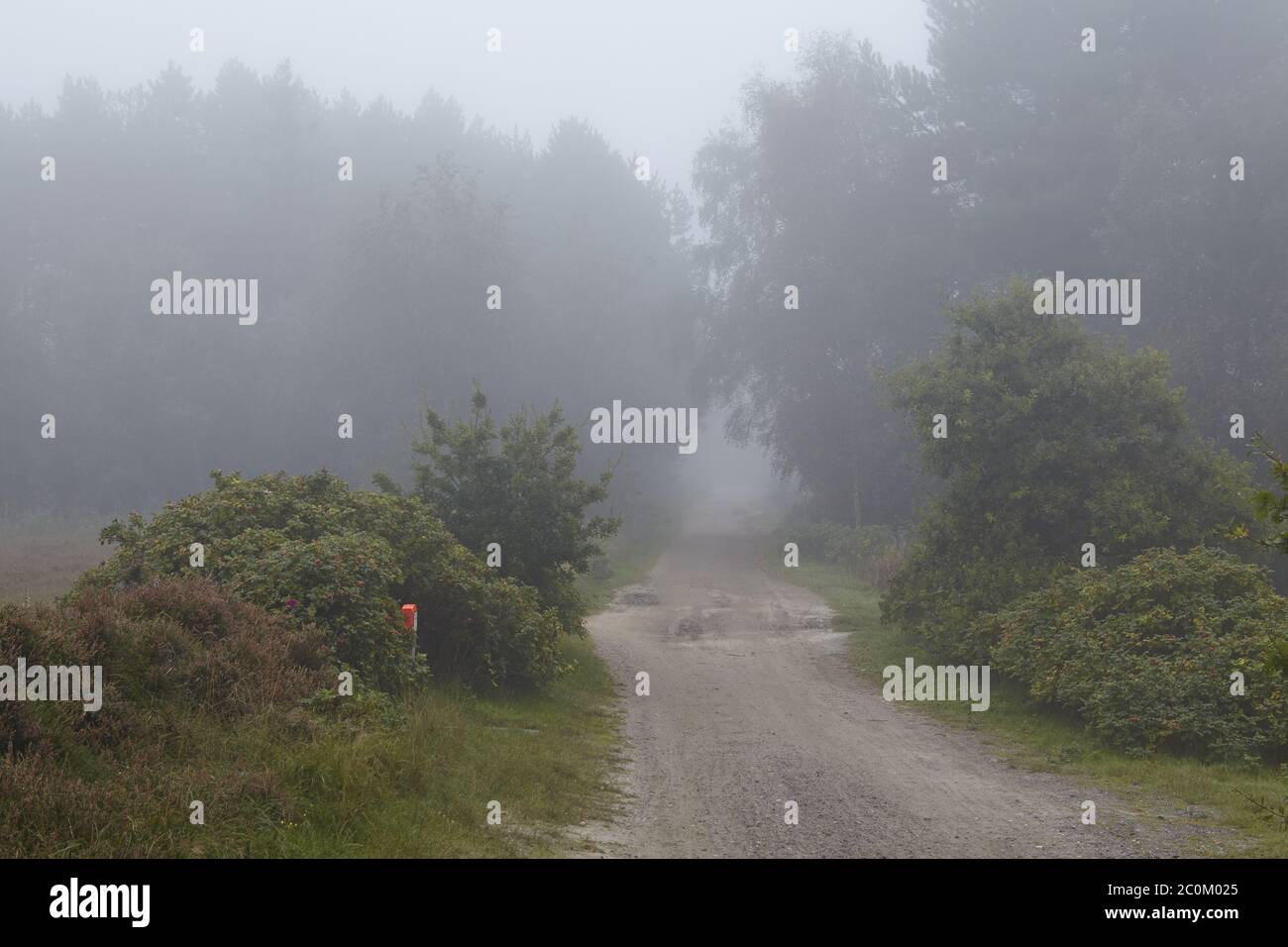 Amrum (Germania) - modo in nebbia Foto Stock