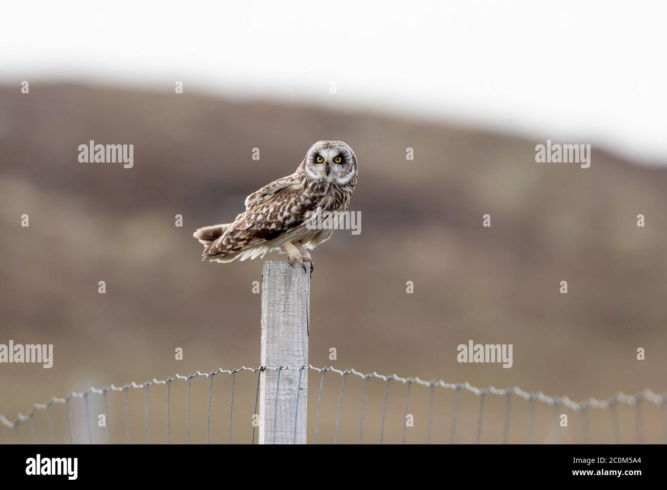Un gufo a corto-orecchie coglie all'interno del suo territorio di nidificazione sull'isola di Uist del Nord, Scozia occidentale. Foto Stock