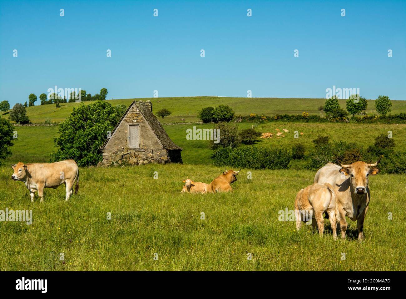 Aubrac vacche, Aubrac plateau, Aveyron dipartimento, Occitanie, Francia Foto Stock