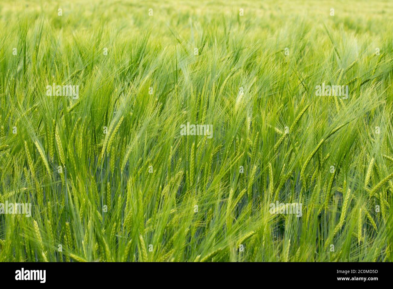Campo di Barley verde per sfondo naturale, Hordeum vulgare o Gerste Foto Stock