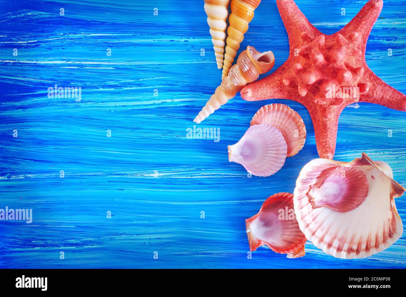 Conchiglie di mare sulla scheda blu Foto Stock