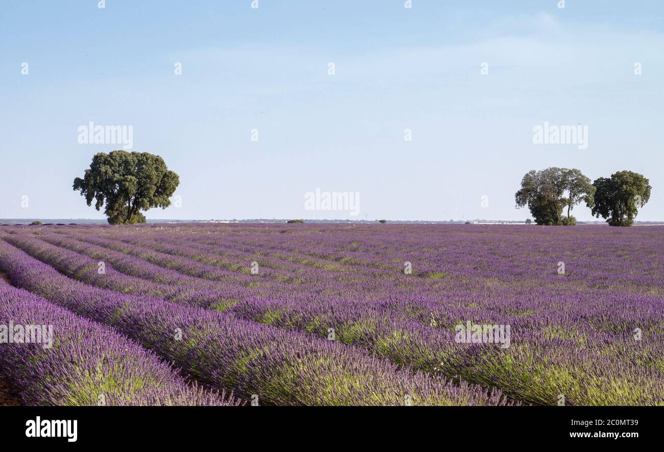 Fioritura campi di lavanda paesaggio a la Alcarria, Spagna Foto Stock