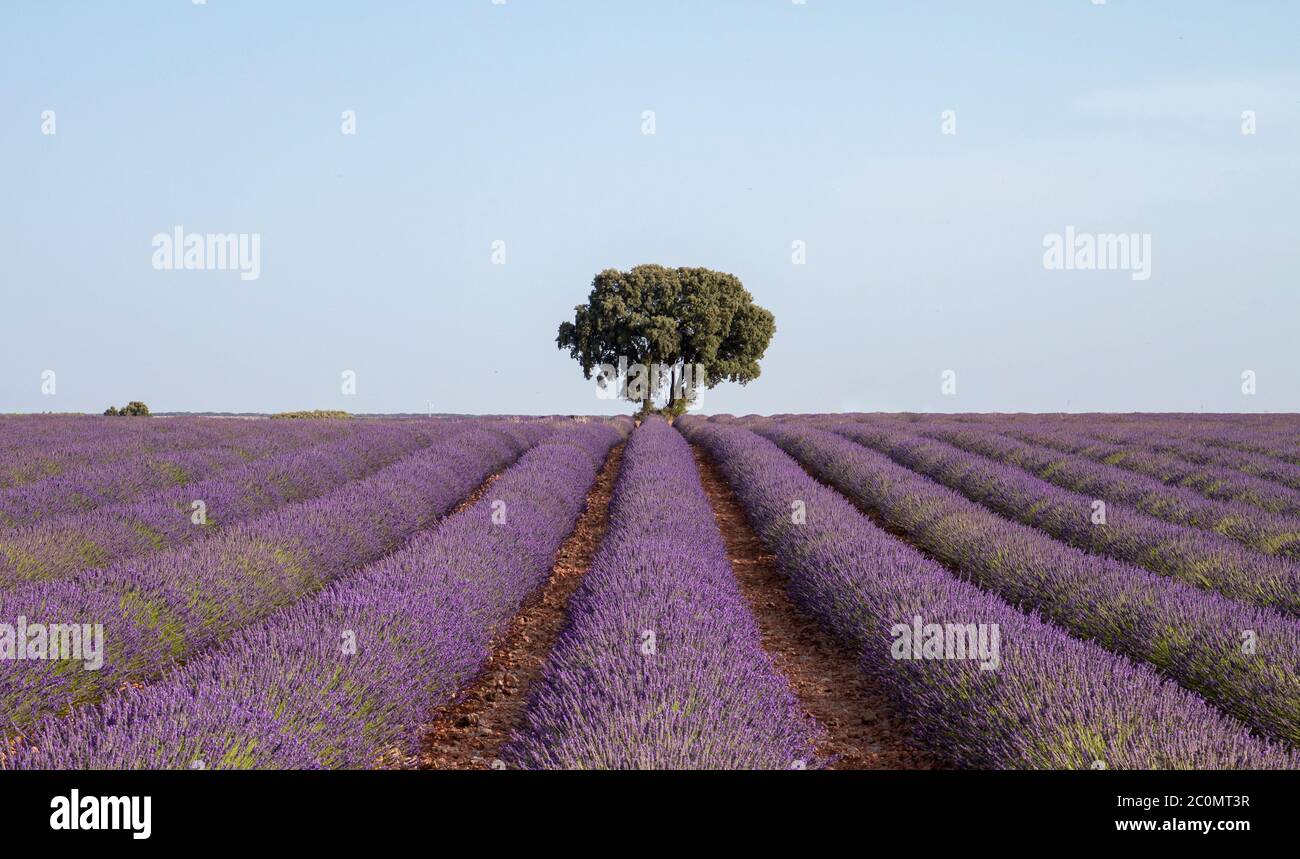 Fiori di lavanda file fiorire a la Alcarria, Spagna Foto Stock