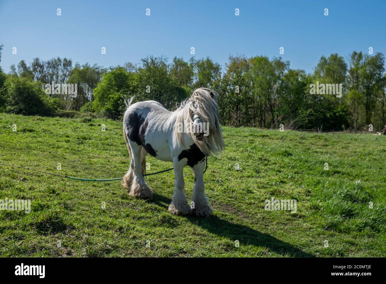 Un cavallo si è strappato in un campo Foto Stock