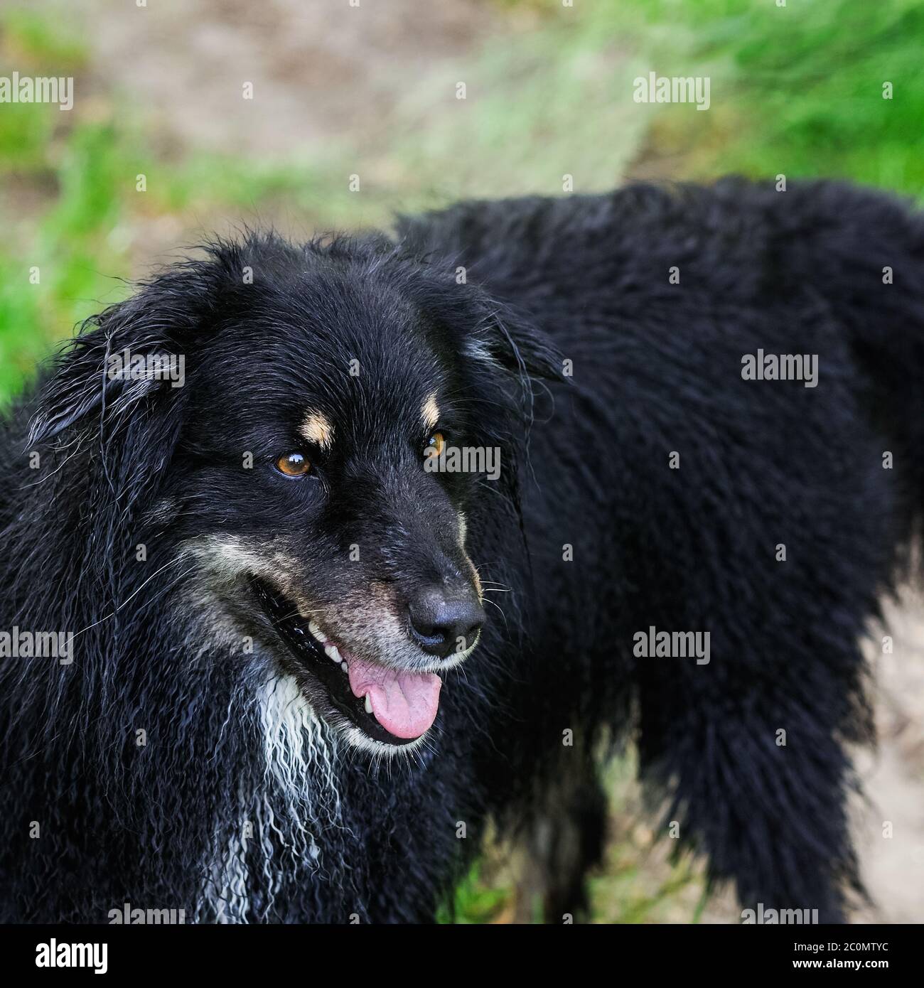 Pastore australiano cane Foto Stock