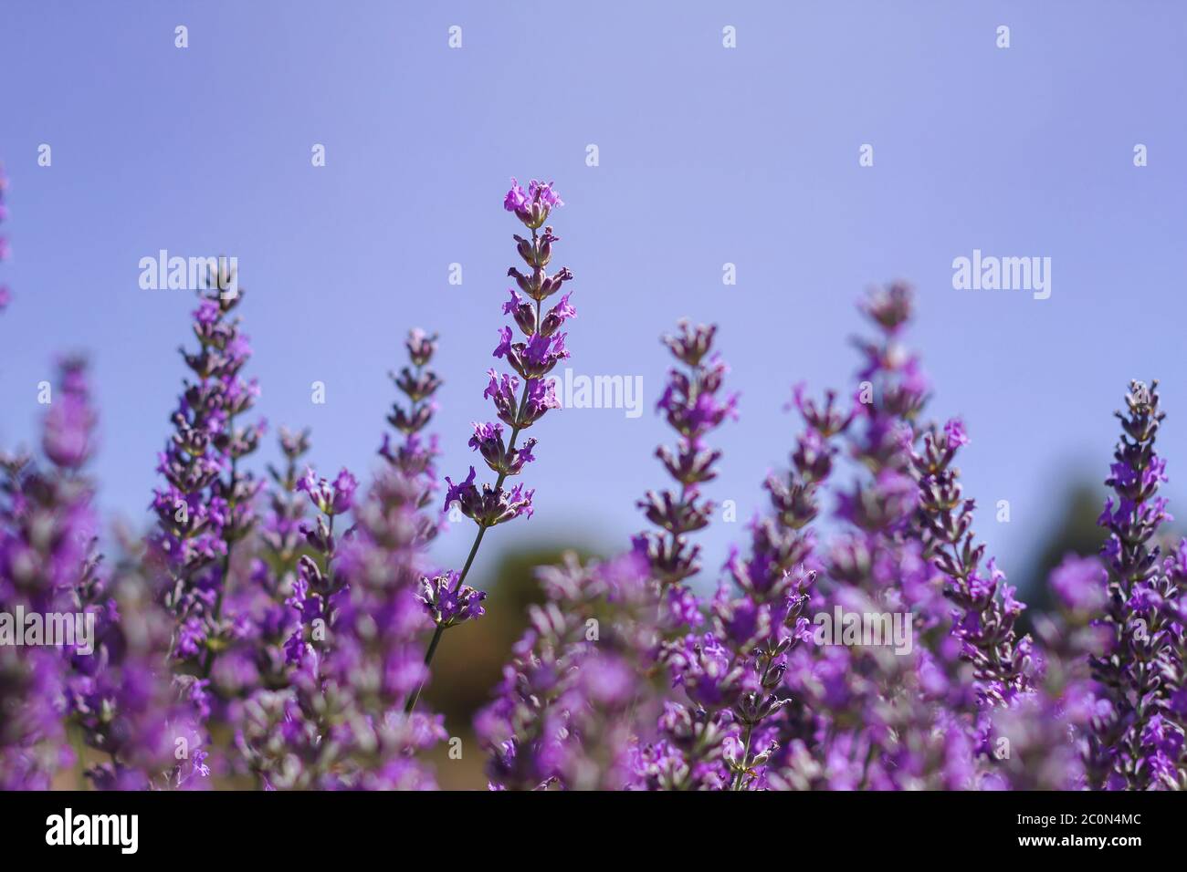 Particolare di fiori viola lavanda Foto Stock