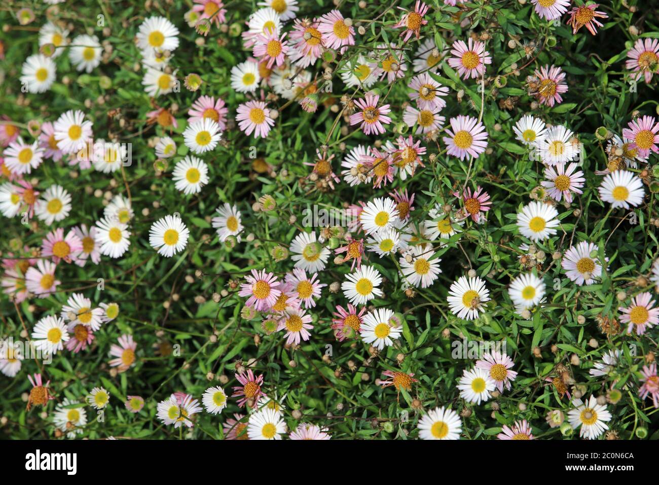 Fleabane messicane, Erigeron karvinskianus, pianta con un sacco di fiori rosa e bianchi e senza sfondo. Foto Stock