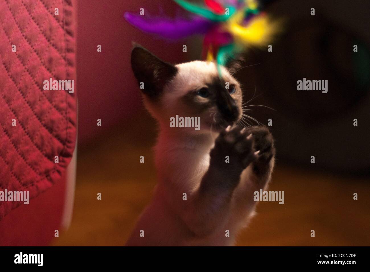 Fotografia creativa di un gattino siamese che gioca con piume colorate a casa Foto Stock