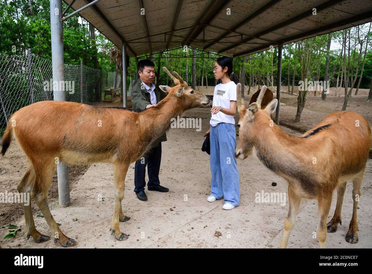 (200612) -- YANCHENG, 12 giugno 2020 (Xinhua) -- Ren Yijun (L) spiega le caratteristiche di milu ad un visitatore alla Riserva Naturale Nazionale di Dafeng Milu a Yancheng, nella Provincia di Jiangsu della Cina orientale, 10 giugno 2020. Ren Yijun lavora per 22 anni nella Riserva Naturale Nazionale di Dafeng Milu per curare Milu, conosciuta anche come il cervo di Pere David, una specie endemica della Cina. Quando è venuto per la prima volta alla riserva, ci sono stati solo meno di 500 milu. Negli ultimi anni, Ren e i suoi colleghi hanno esplorato metodi scientifici in vari aspetti per espandere le specie come il controllo e la prevenzione delle epidemie e. Foto Stock
