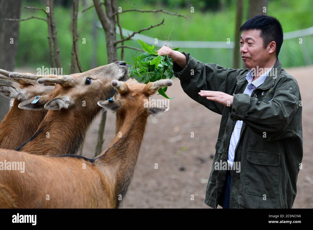 (200612) -- YANCHENG, 12 giugno 2020 (Xinhua) -- Ren Yijun interagisce con milu alla Riserva Naturale Nazionale di Dafeng Milu a Yancheng, Provincia di Jiangsu della Cina orientale, 10 giugno 2020. Ren Yijun lavora per 22 anni nella Riserva Naturale Nazionale di Dafeng Milu per curare Milu, conosciuta anche come il cervo di Pere David, una specie endemica della Cina. Quando è venuto per la prima volta alla riserva, ci sono stati solo meno di 500 milu. Negli ultimi anni, Ren e i suoi colleghi hanno esplorato metodi scientifici in vari aspetti per espandere le specie, come il controllo e la prevenzione delle epidemie e la coltivazione dei cucci. WIT Foto Stock
