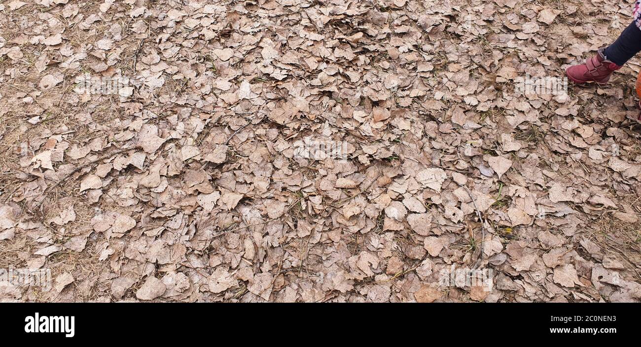 terreno all'aperto in autunno Foto Stock