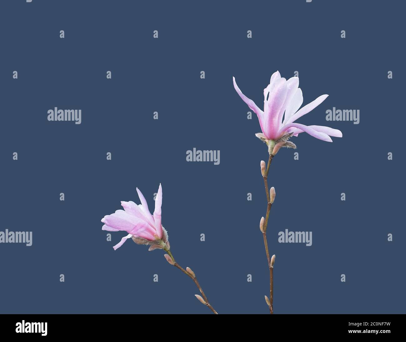 Rosa fiori di magnolia Foto Stock