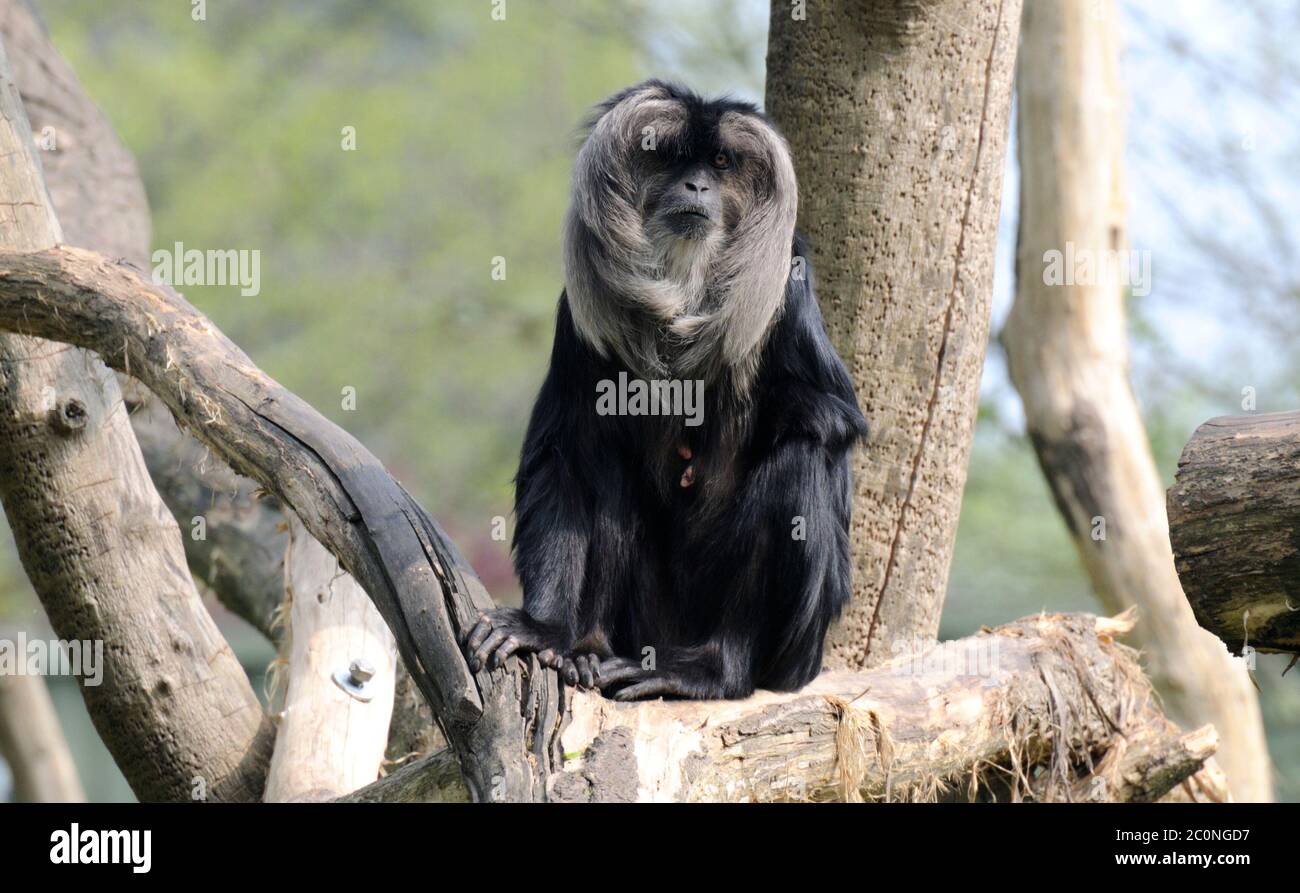 Macaque (Macaca silenus) dalla coda di leone dell'India meridionale. Zoo di Rotterdam Foto Stock