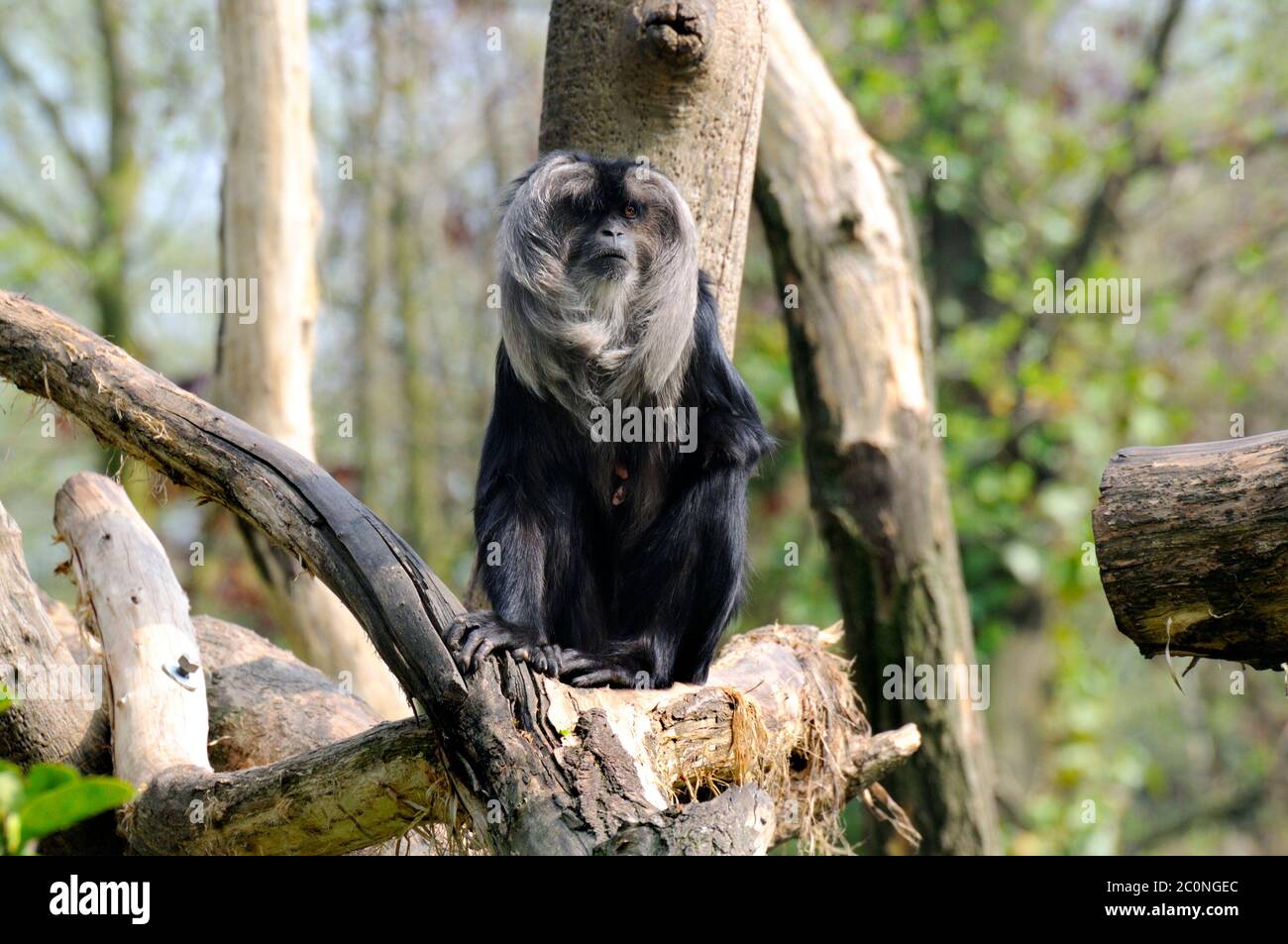 Macaque (Macaca silenus) dalla coda di leone dell'India meridionale. Zoo di Rotterdam Foto Stock