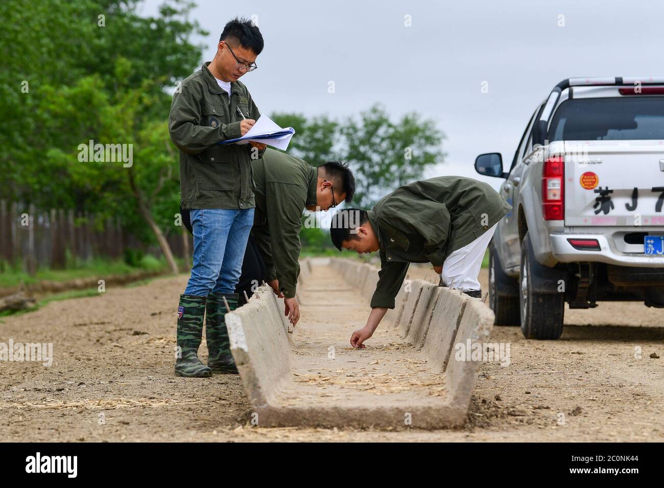 (200612) -- YANCHENG, 12 giugno 2020 (Xinhua) -- Ren Yijun (R) e i suoi colleghi controllano il foraggio del milu alla Riserva Naturale Nazionale di Dafeng Milu a Yancheng, nella Provincia di Jiangsu della Cina orientale, 11 giugno 2020. Ren Yijun lavora per 22 anni nella Riserva Naturale Nazionale di Dafeng Milu per curare Milu, conosciuta anche come il cervo di Pere David, una specie endemica della Cina. Quando è venuto per la prima volta alla riserva, ci sono stati solo meno di 500 milu. Negli ultimi anni, Ren e i suoi colleghi hanno esplorato metodi scientifici in vari aspetti per espandere le specie come il controllo epidemico e preventi Foto Stock