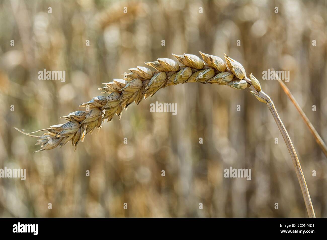 Dettaglio orecchio di mais con sfondo sfocato Foto Stock
