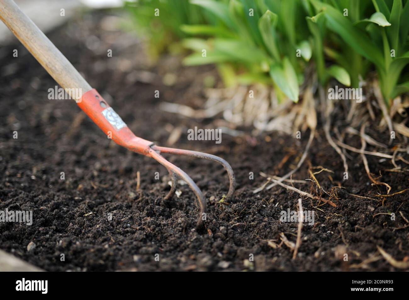 una mano di giardinieri , terra un certo erbacce radici Foto Stock