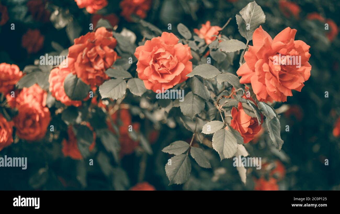 Fiori di rose arancioni crescono nel giardino. Vista laterale, primo piano. Scheda ART Foto Stock