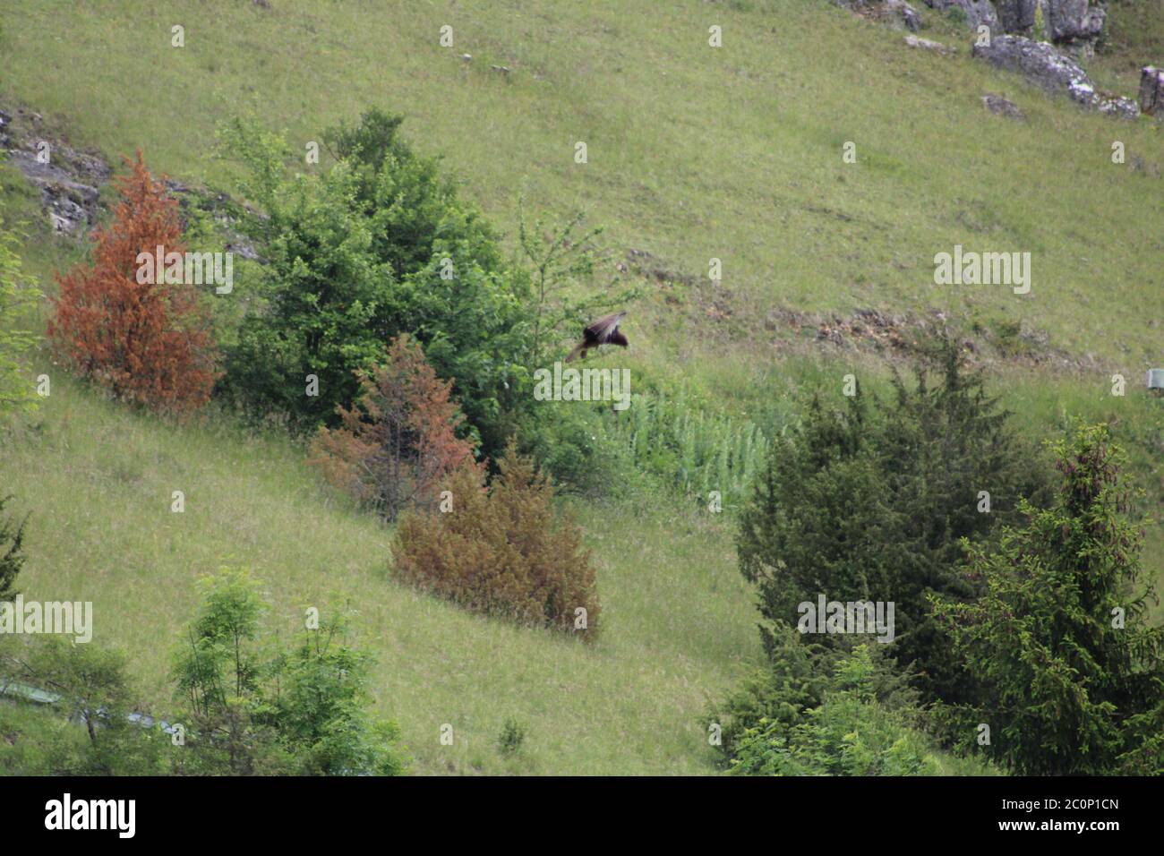 un rapitore nel paesaggio Foto Stock