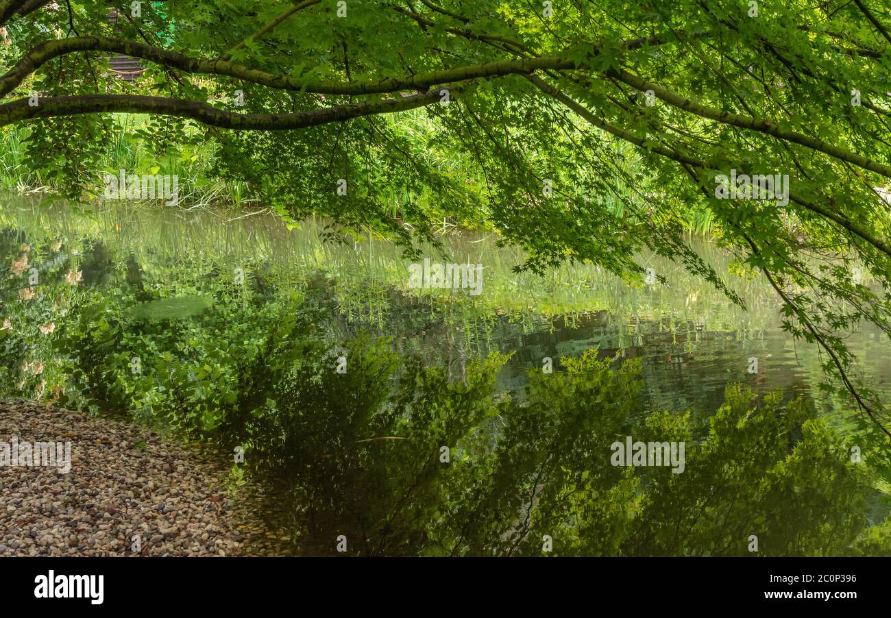 Foglie verdi sui rami dell'acero giapponese verde chiaro (acer palmatum tree) Foto Stock