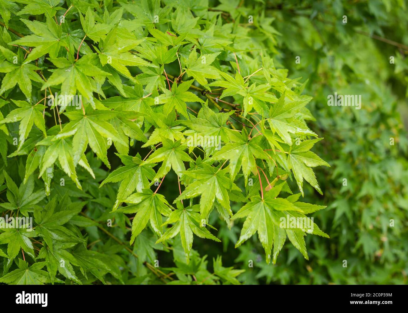 Foglie verdi sui rami dell'acero giapponese verde chiaro (acer palmatum  tree Foto stock - Alamy