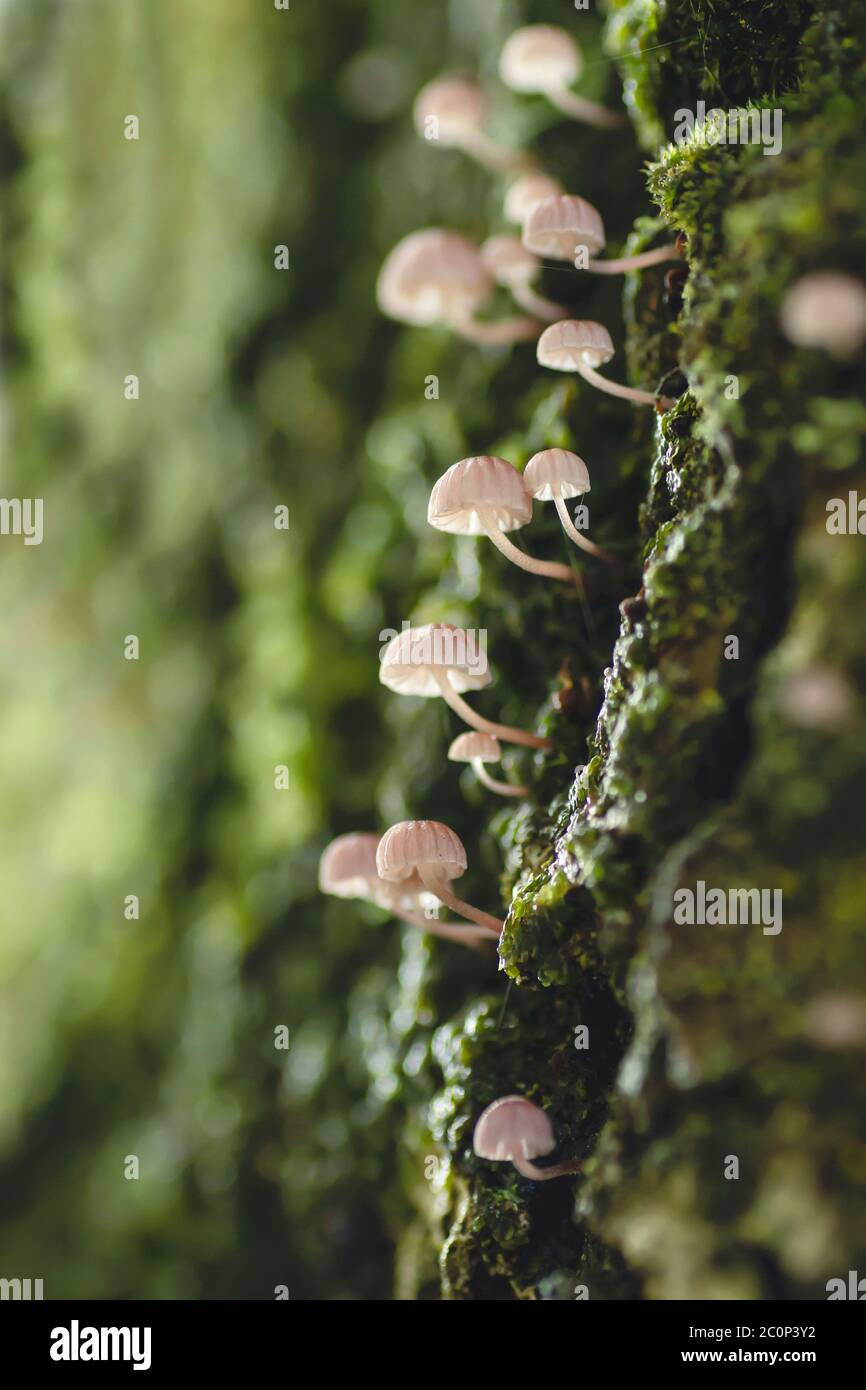 Micena piccoli funghi che crescono in una corteccia di albero coperta di muschio Foto Stock