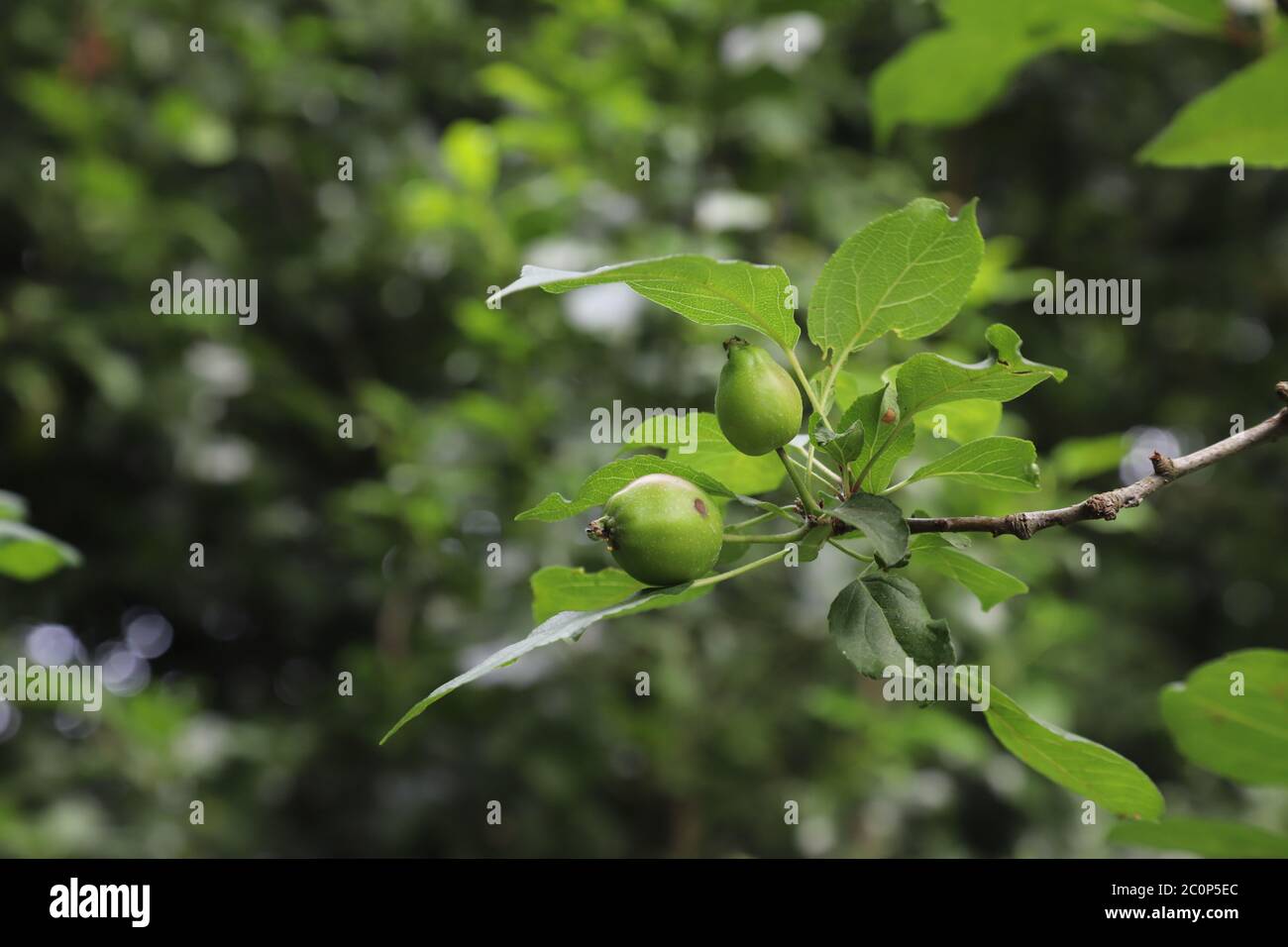 piccole mele che crescono su un albero Foto Stock