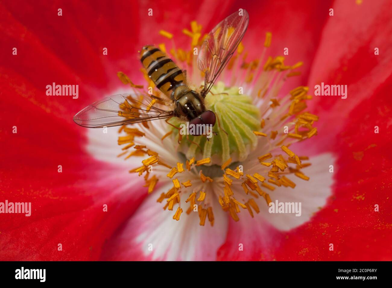 Una vista ravvicinata all'interno di una testa di fiore di papavero di un hoverfly che si nuda al nettare Foto Stock