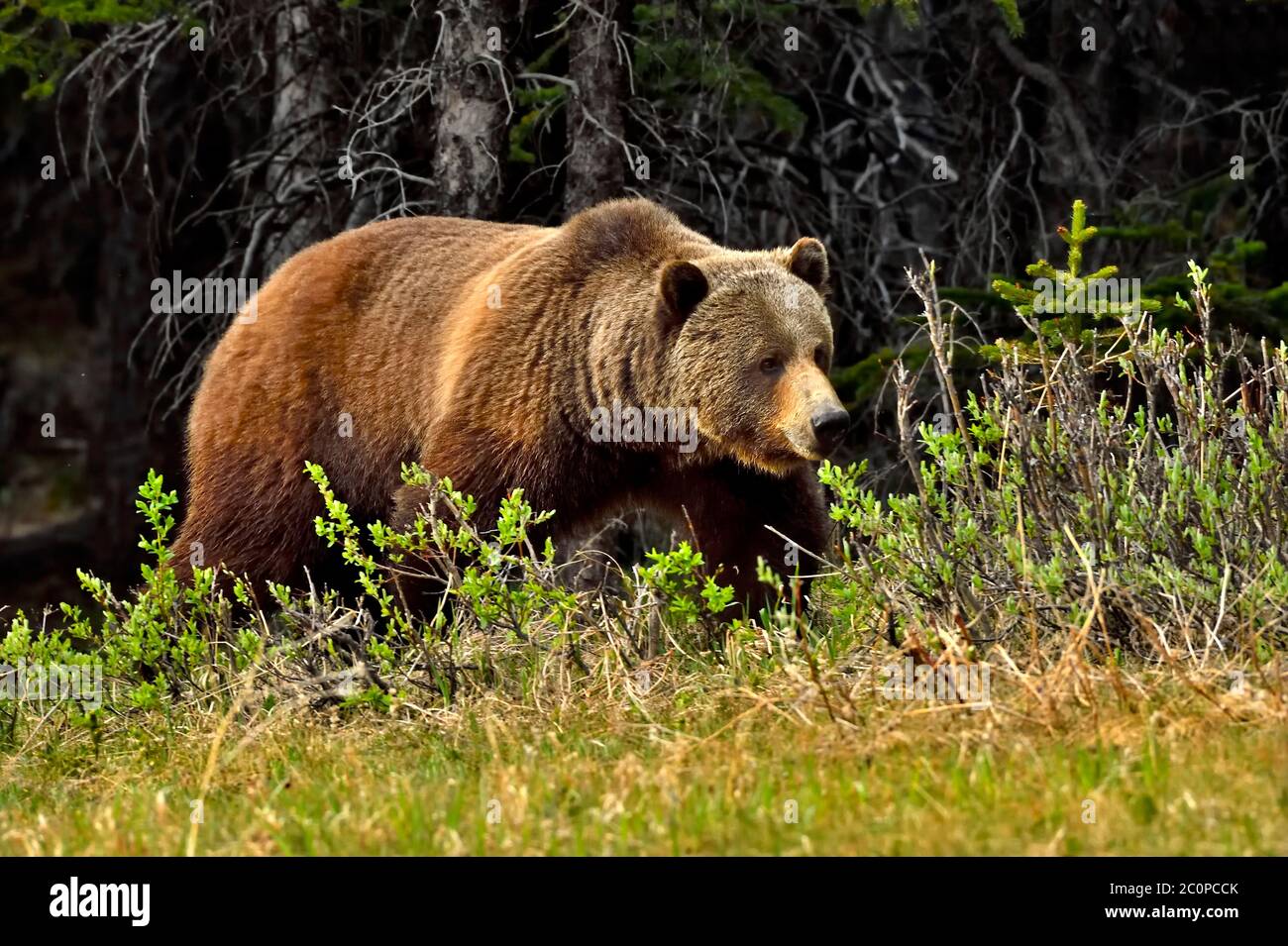 Un orso grizzly adulto 'Ursus arctos', che foreggia lungo una zona boscosa nella campagna Alberta Canada Foto Stock