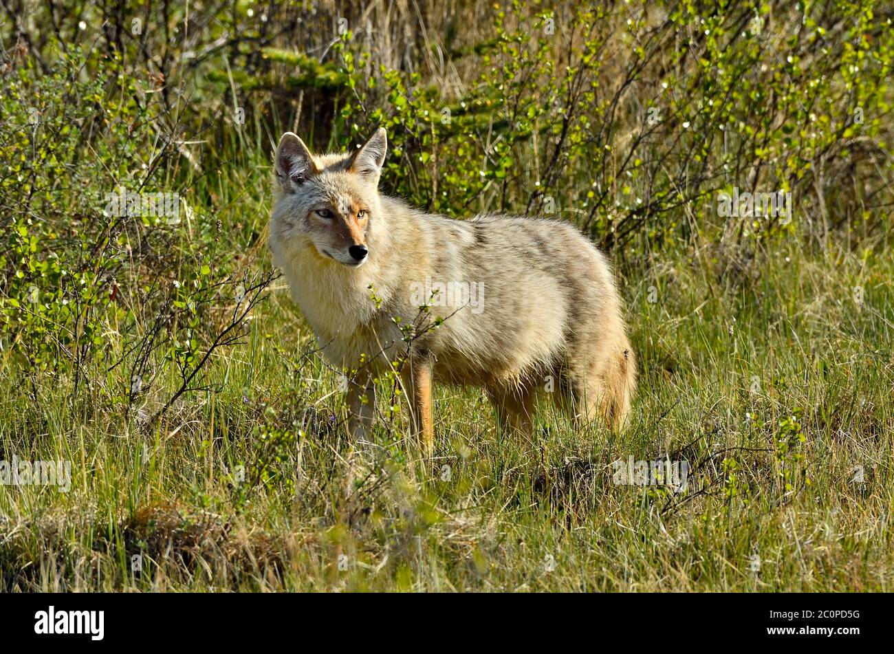 Un coyote selvaggio 'Canis latrans', che foraggi in un habitat selvaggio nella campagna Alberta Canada. Foto Stock