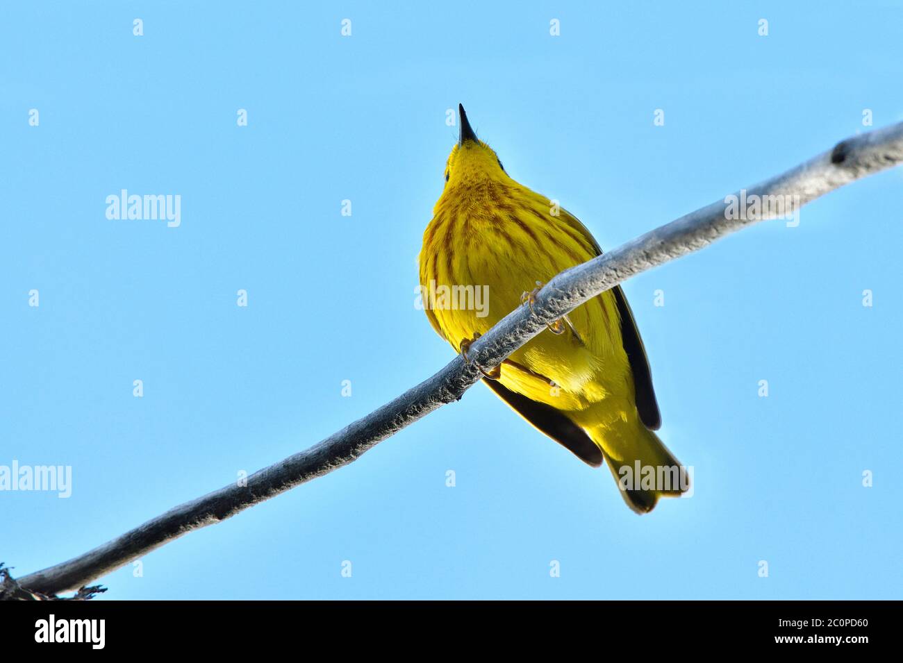 Guardando in alto un guerriera giallo ' Dendroica petechia ', arroccato contro un cielo blu nella campagna Alberta Canada. Foto Stock