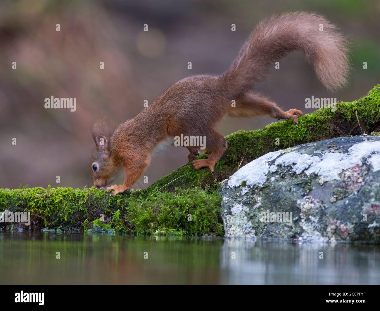 Scoiattolo rosso Sciurus vulgaris, Dumfries & Galloway, Scozia Foto Stock