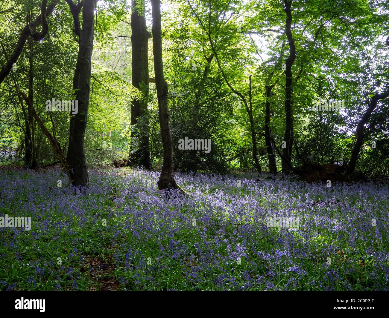 Antico bosco deciduo in primavera. Faggi alti e frondosi sul bordo di legno con retroilluminazione soleggiata e Bluebells inglese in piscina di luce. Foto Stock
