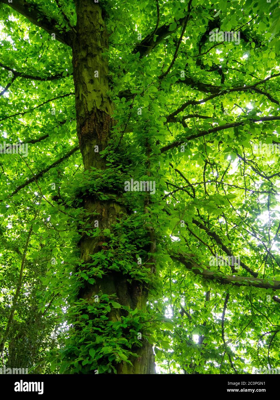 Antico albero di Carpino, Carpinus betulus, retroilluminato con sole pomeridiano che gli conferisce un effetto incantato. Foto Stock