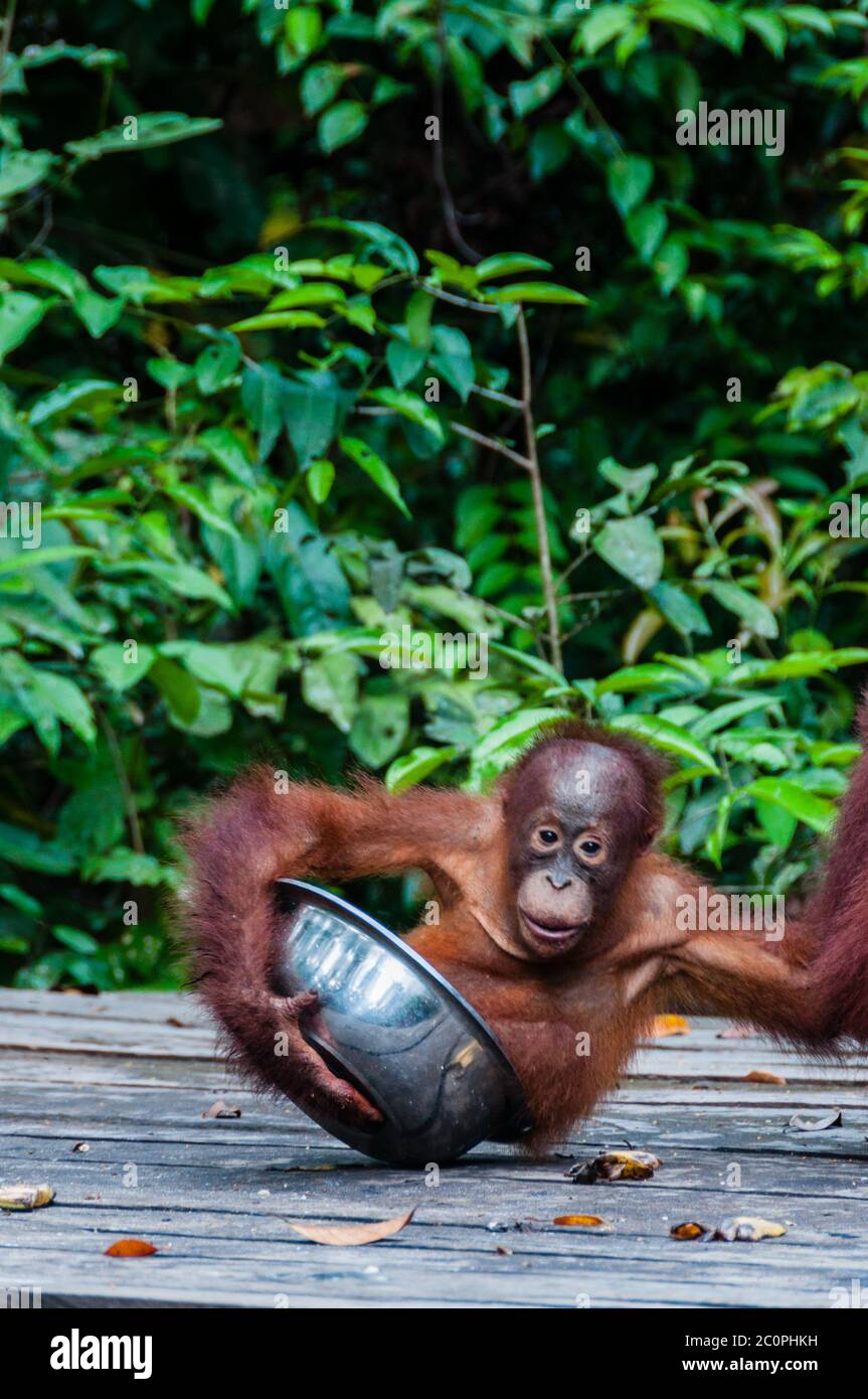 Baby Orang Utan seduta nella ciotola, Indonesia Foto Stock