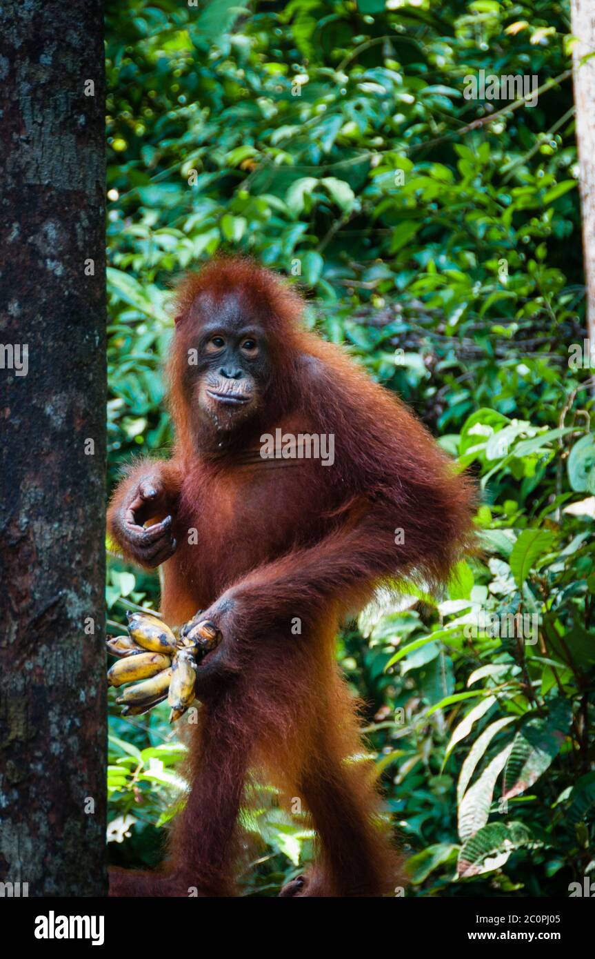 Orang Utang in piedi con la banana in mano Foto Stock