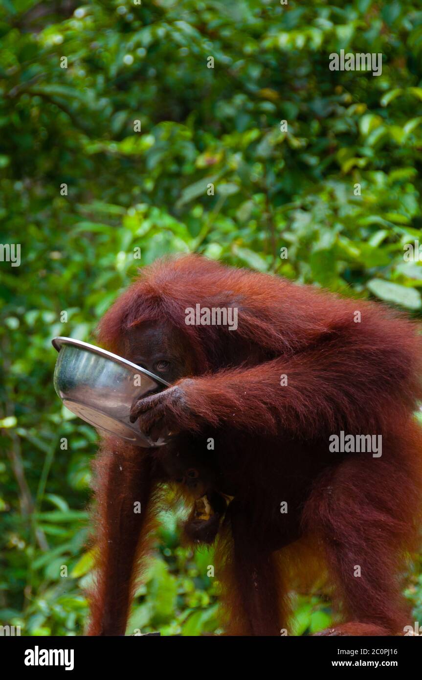 Orang Utang bere dalla coppa nella giungla del Borneo Foto Stock