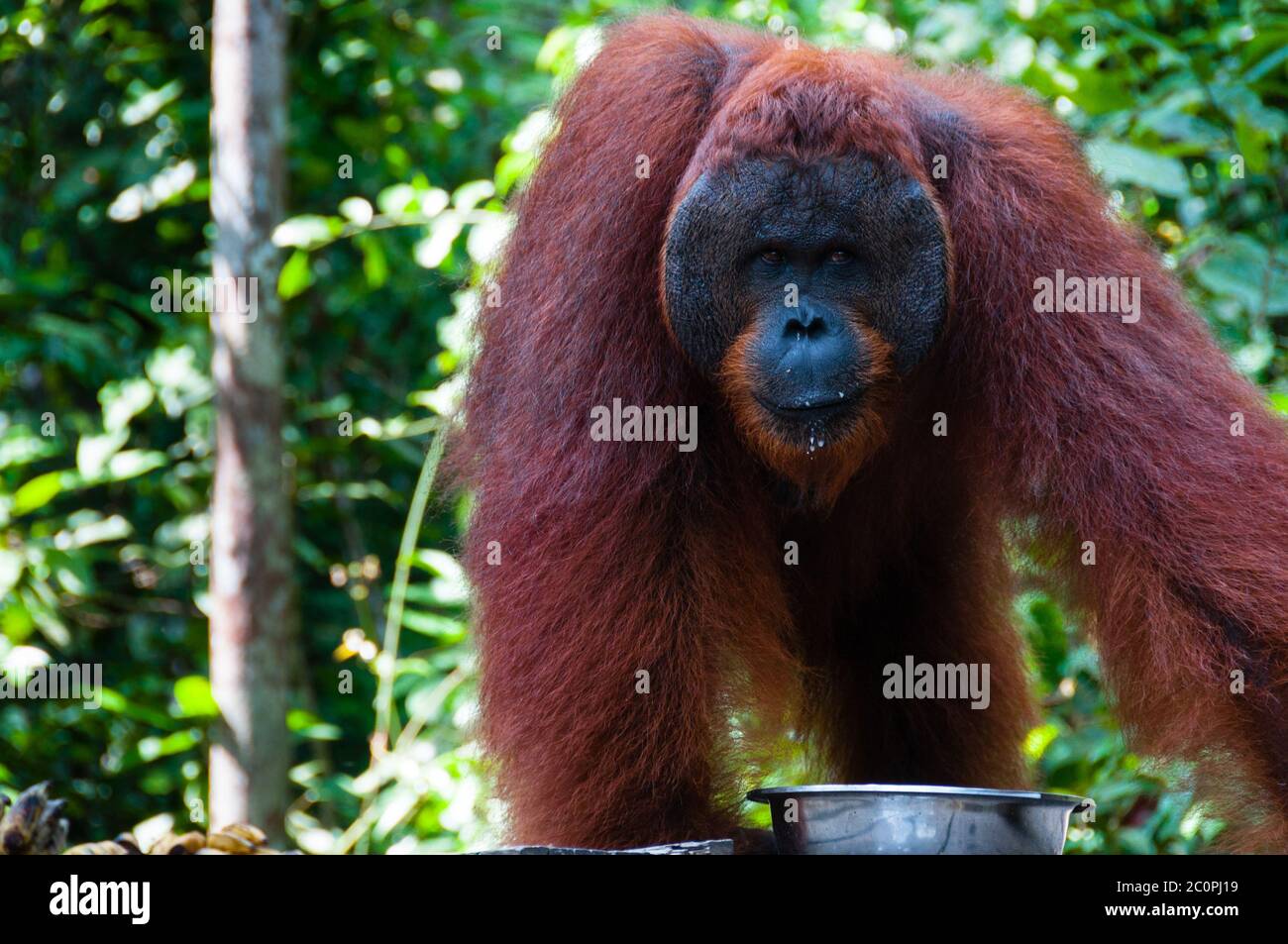 Orang Utan maschio alfa in piedi in Borneo Indonesia Foto Stock