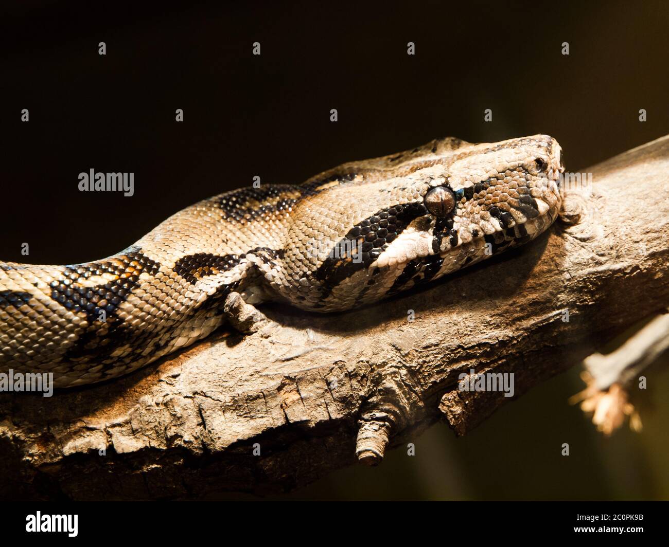 Testa di pitone indiano (coda nera) - grandi specie di pitone non venoso (Python molurus) Foto Stock