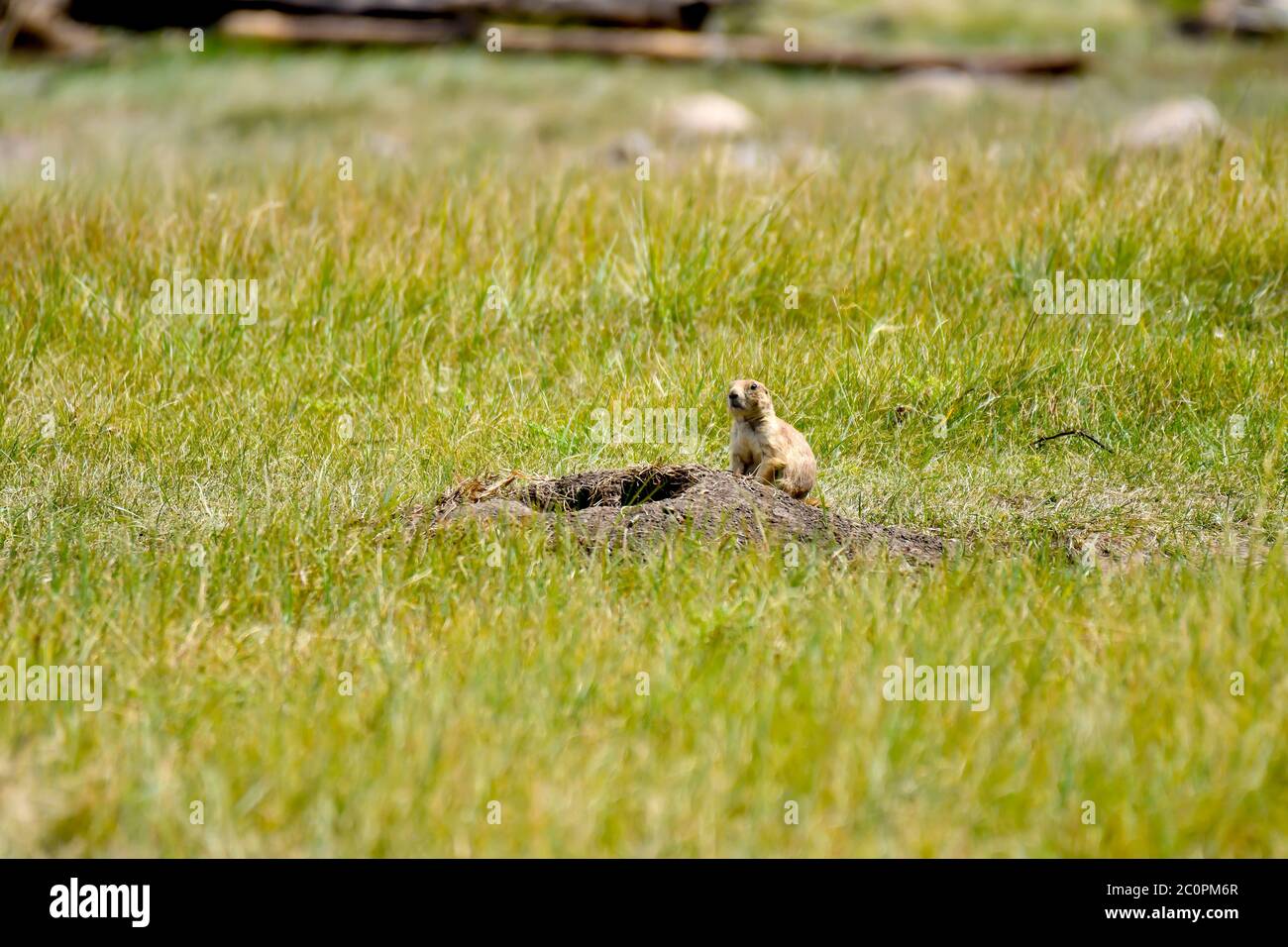 Un cane della prateria in un campo verde che protegge il suo burrone al Custer state Park, South Dakota Foto Stock