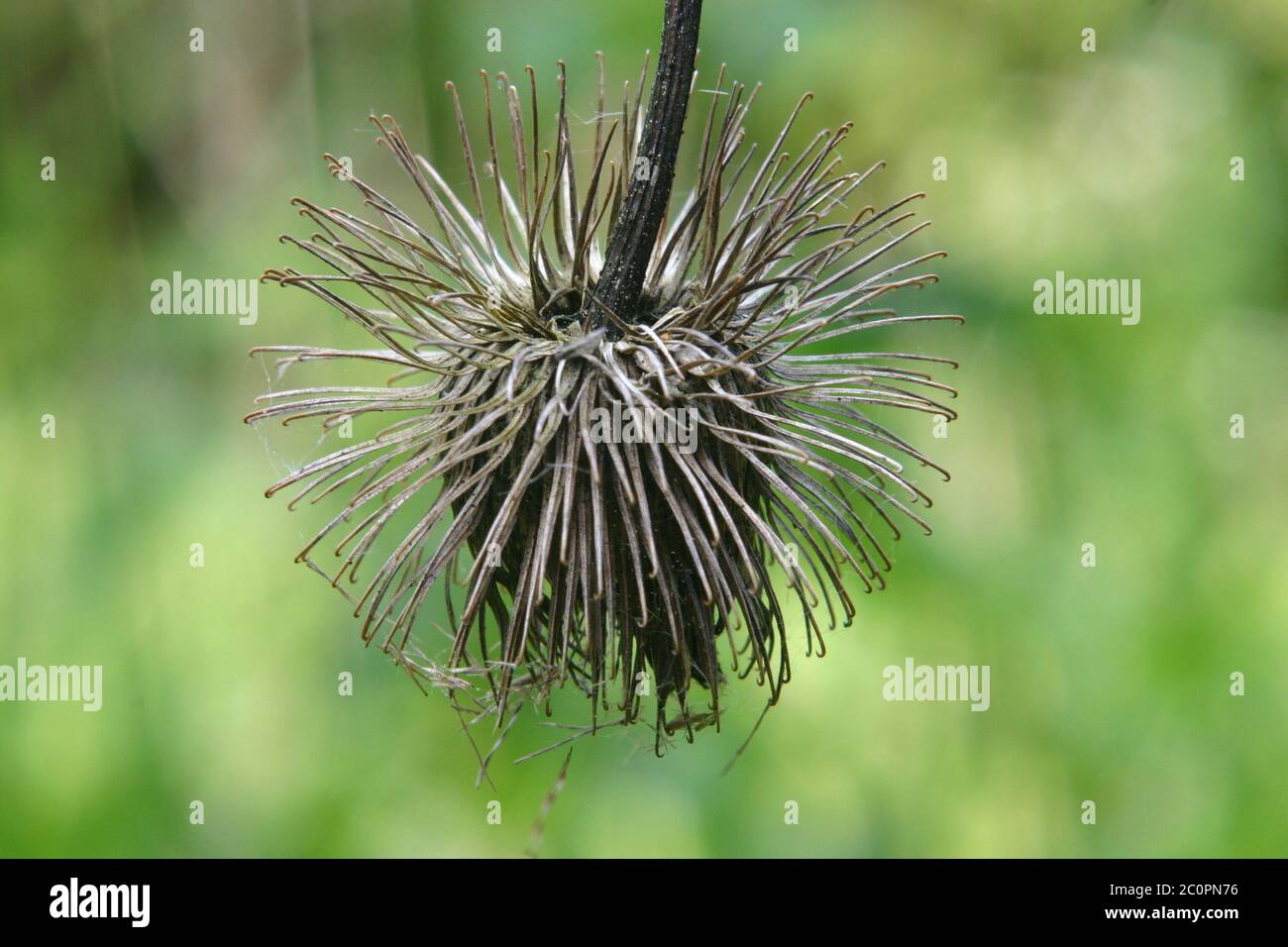 Cardo selvatico secco Foto Stock