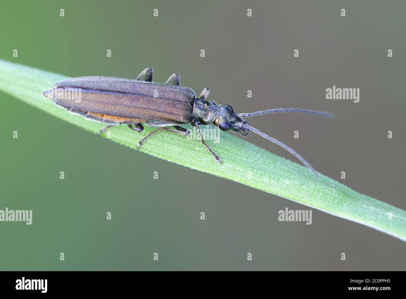 Oedemera virescens, noto come False Blister Beetle Foto Stock