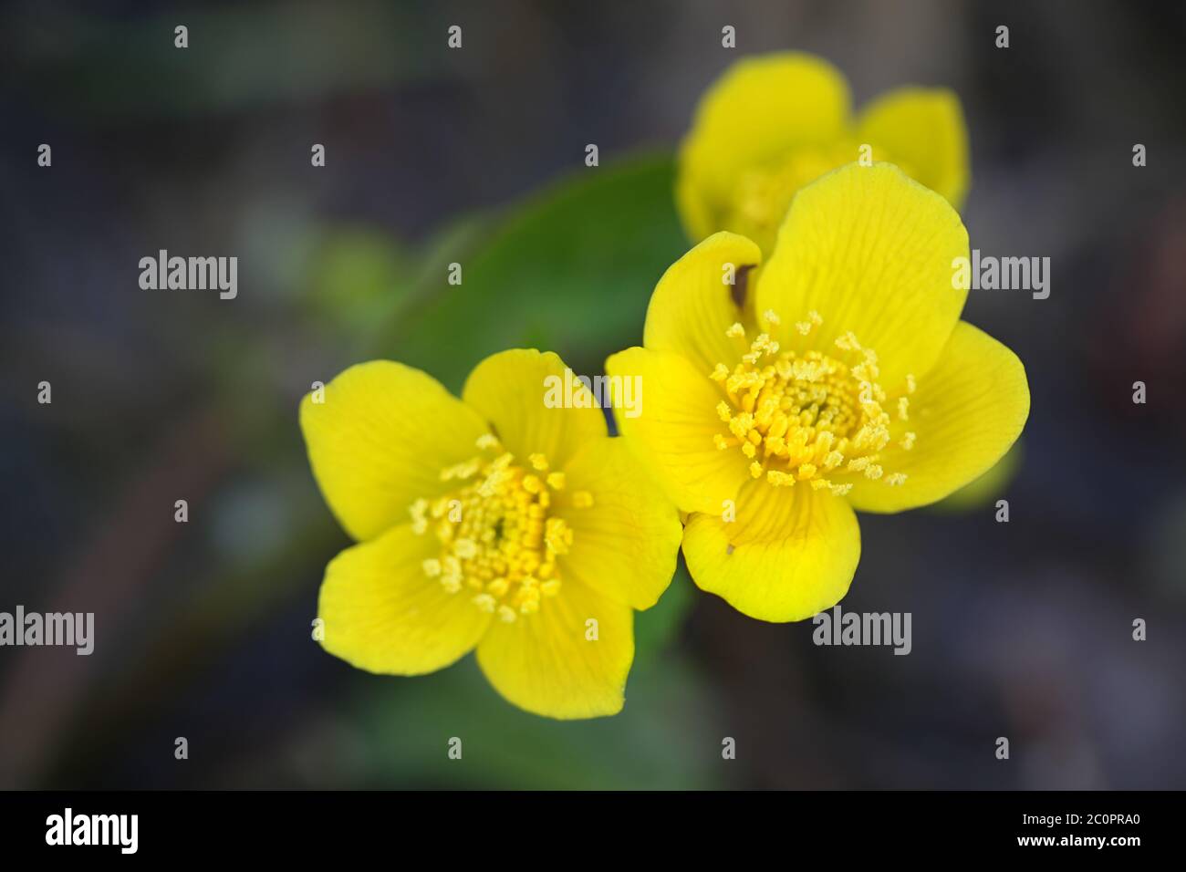 Caltha palustris, conosciuta come marigold e kingcup, pianta selvatica dalla Finlandia Foto Stock