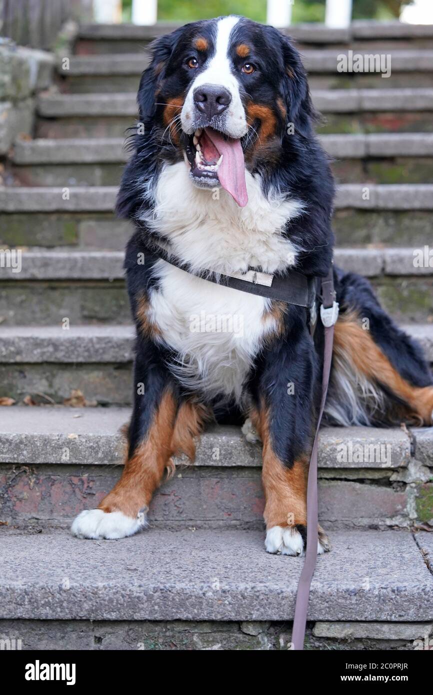 Felice cane di montagna Bernese seduto sulle scale Foto Stock