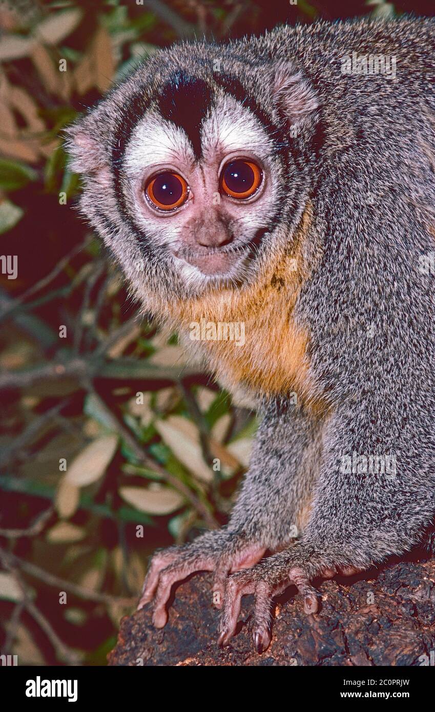 Una scimmia notturna dalla ribellione grigia o Dourouculi, (Aotus lemurinus) dall'America del Sud tropicale. L'unica specie di scimmia notturna. Foto Stock