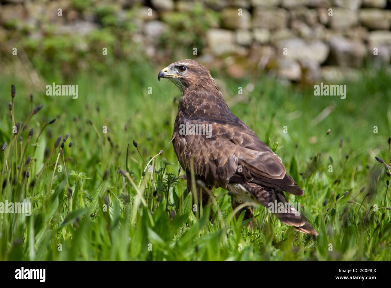 Un Buteo Buzzard comune sul terreno in un campo di erba lunga, assunto in condizioni controllate. Foto Stock