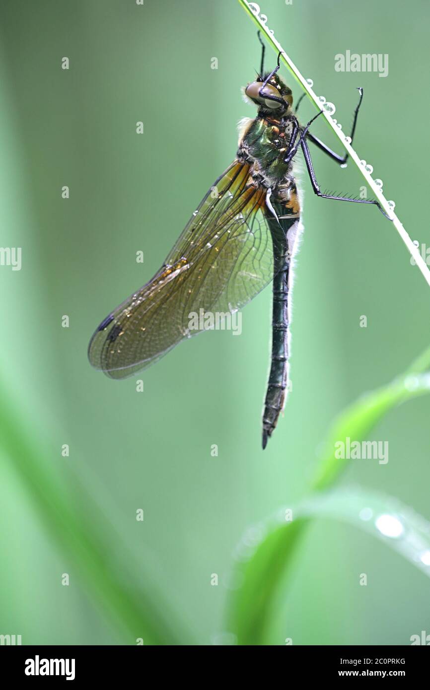 Cordulia aenea, conosciuta come lo smeraldo discendente, una libellula finlandese Foto Stock