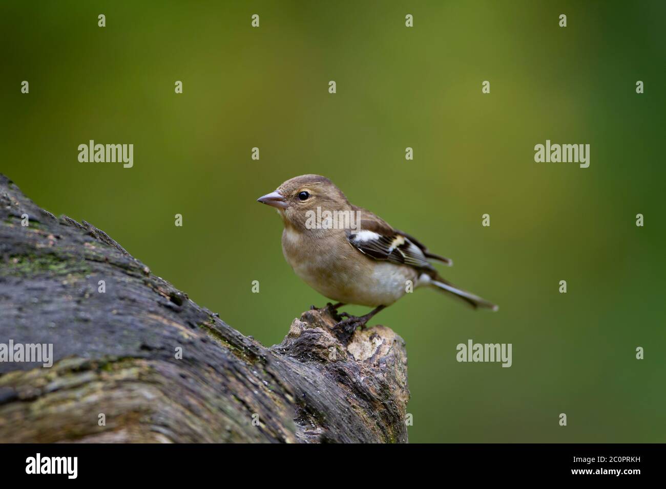 Femmina comune Chaffinch Fringilla coelebs perching su un ceppo di legno contro un verde pulito diffuso sfondo in West Yorkshire, Inghilterra Regno Unito Foto Stock