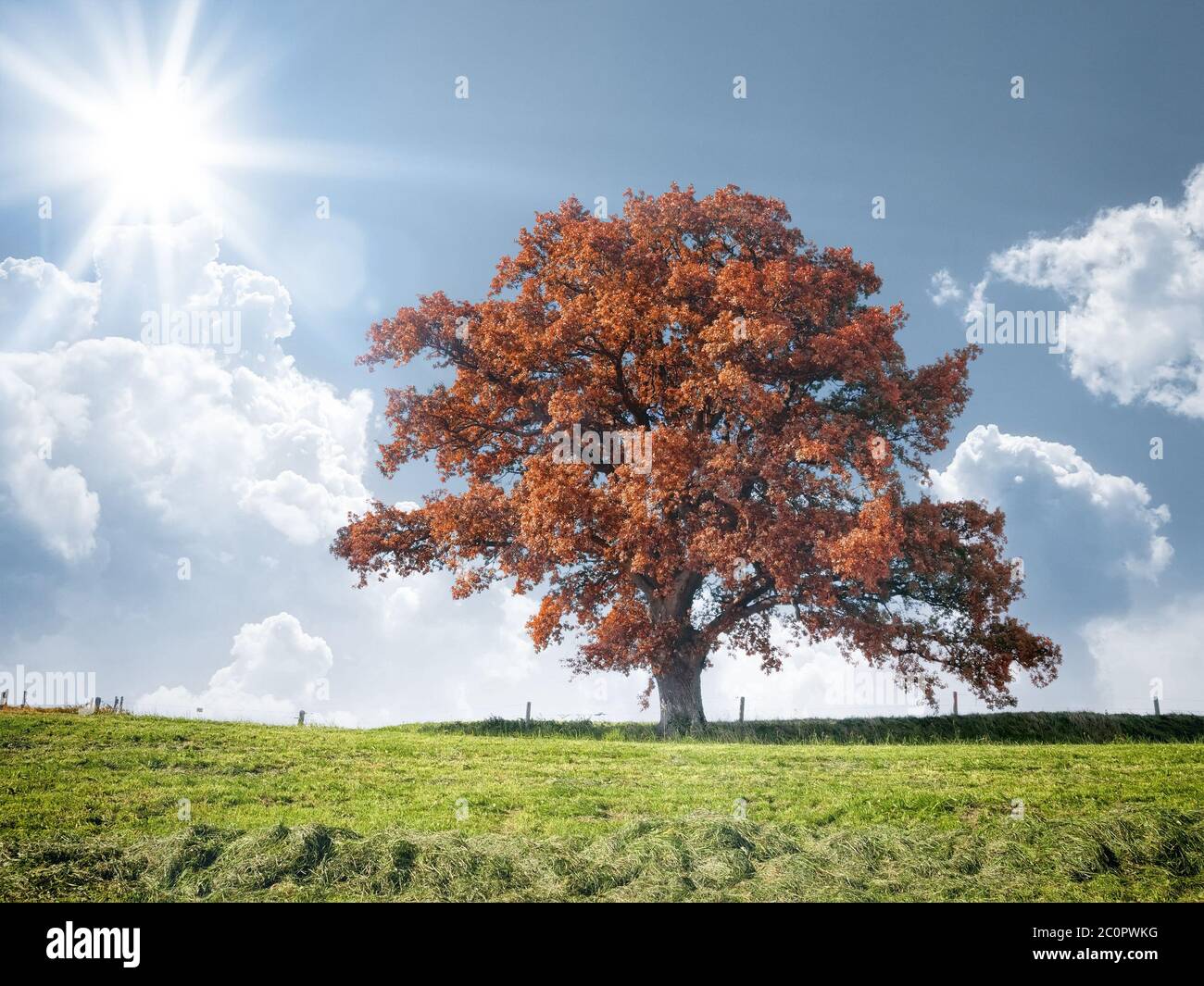 albero rosso e prato Foto Stock