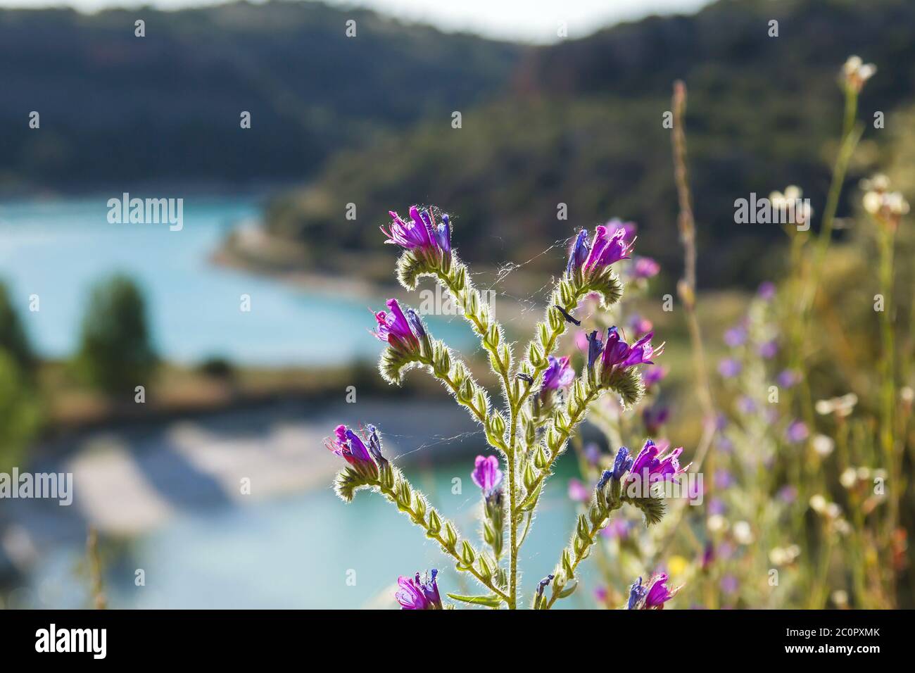 Echium vulgare o fiori di blueweed fiorire Foto Stock